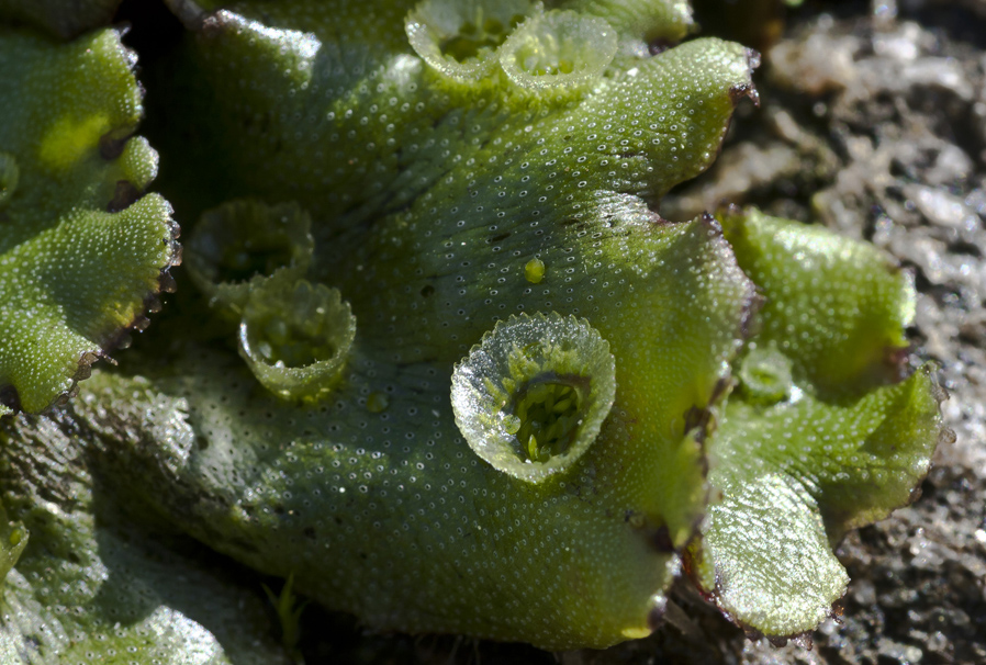 Image of Marchantia polymorpha specimen.