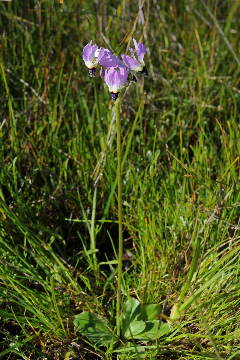 Image of Dodecatheon hendersonii specimen.