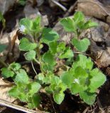 Veronica sublobata