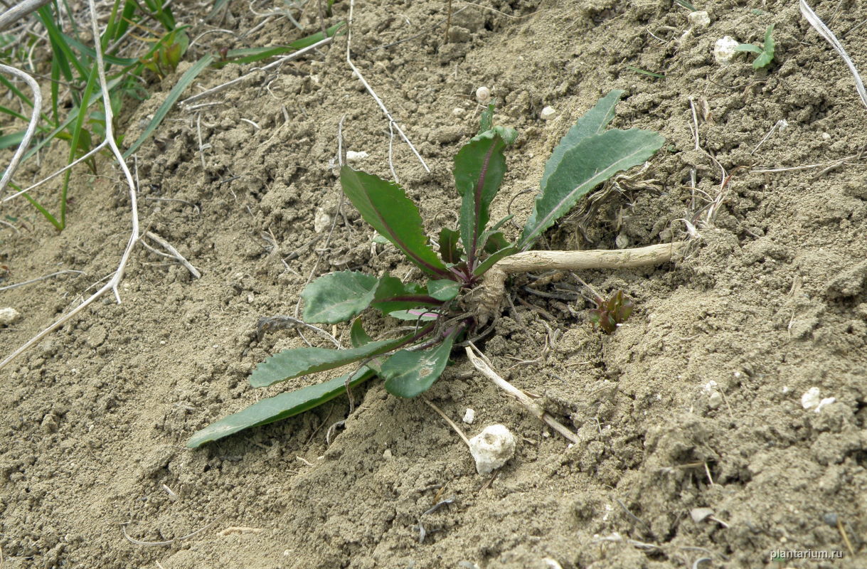 Image of Erucastrum armoracioides specimen.