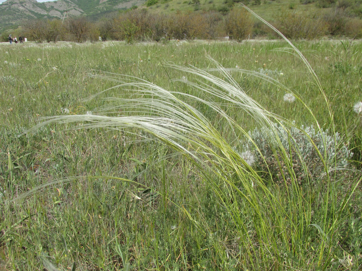 Изображение особи Stipa pontica.