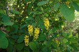 Berberis vulgaris