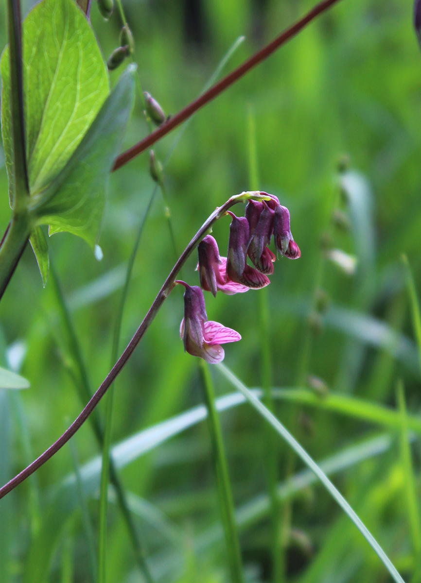 Image of Lathyrus pisiformis specimen.