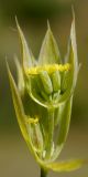 Bupleurum baldense