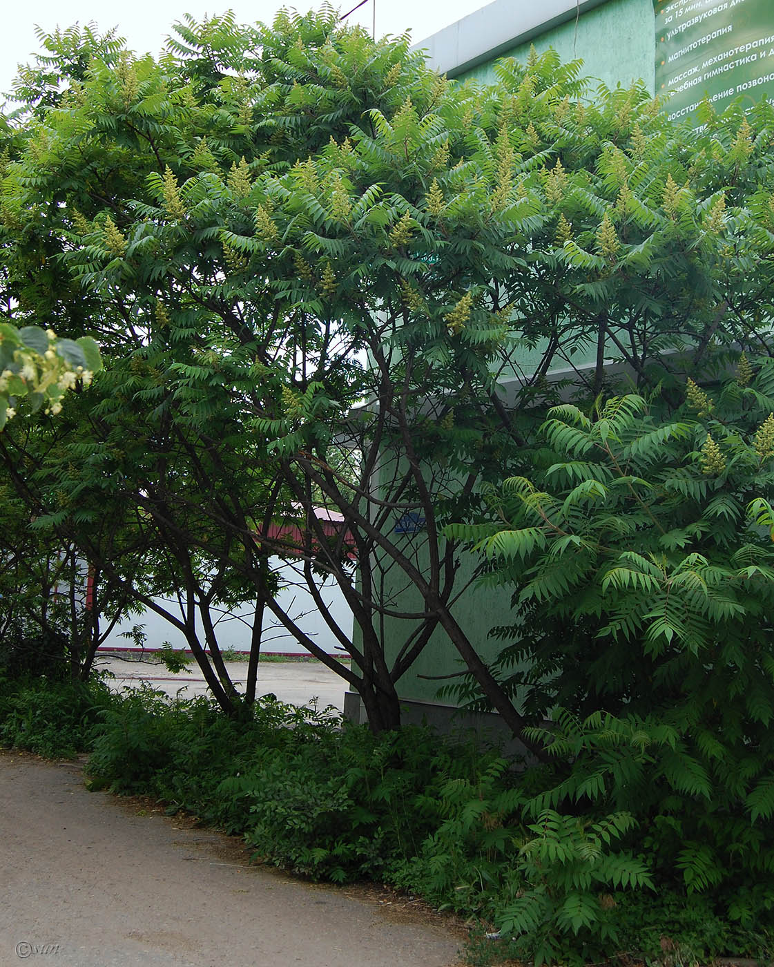 Image of Rhus typhina specimen.