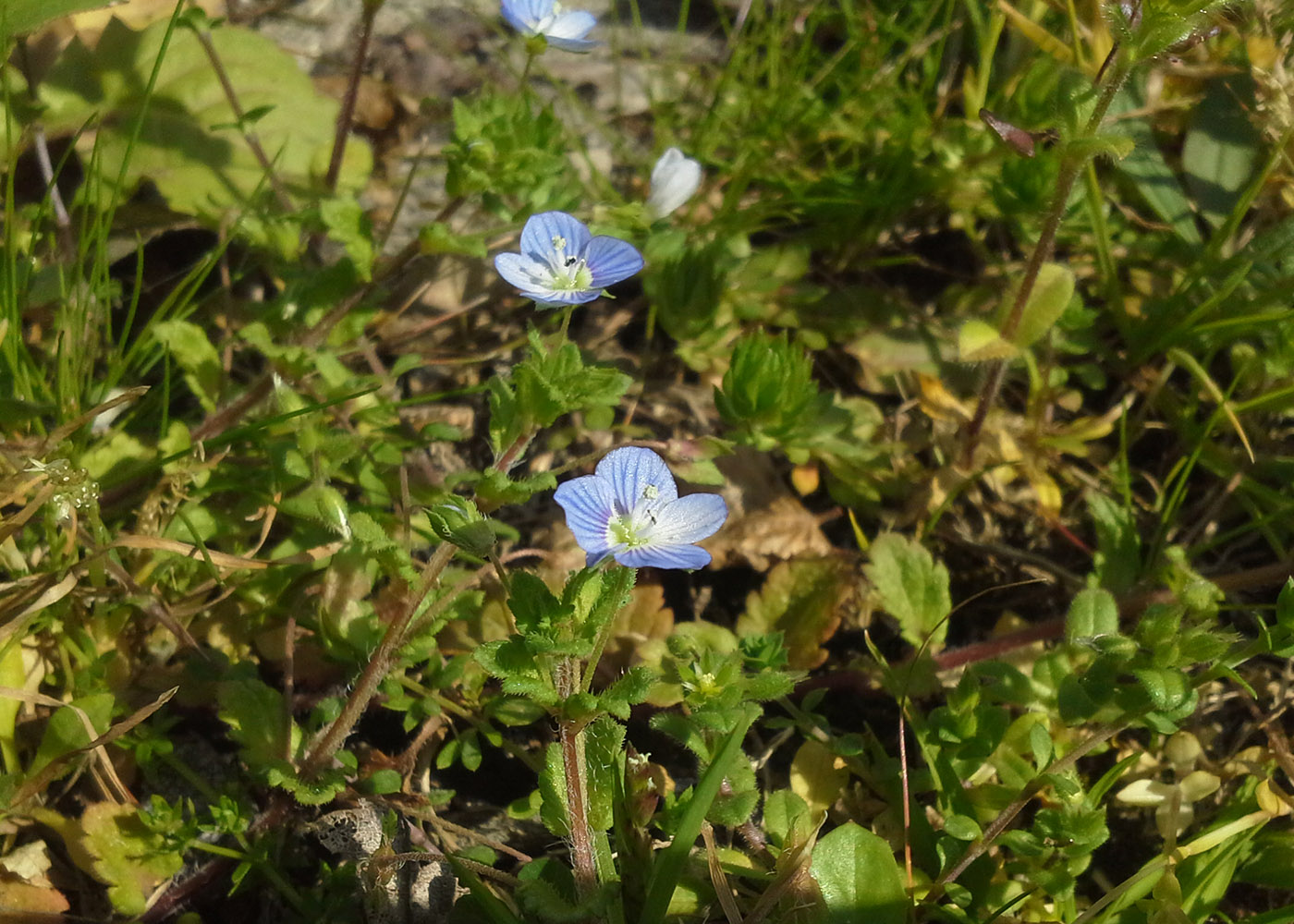 Image of Veronica persica specimen.