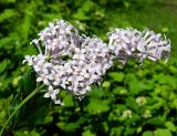 Syringa &times; henryi