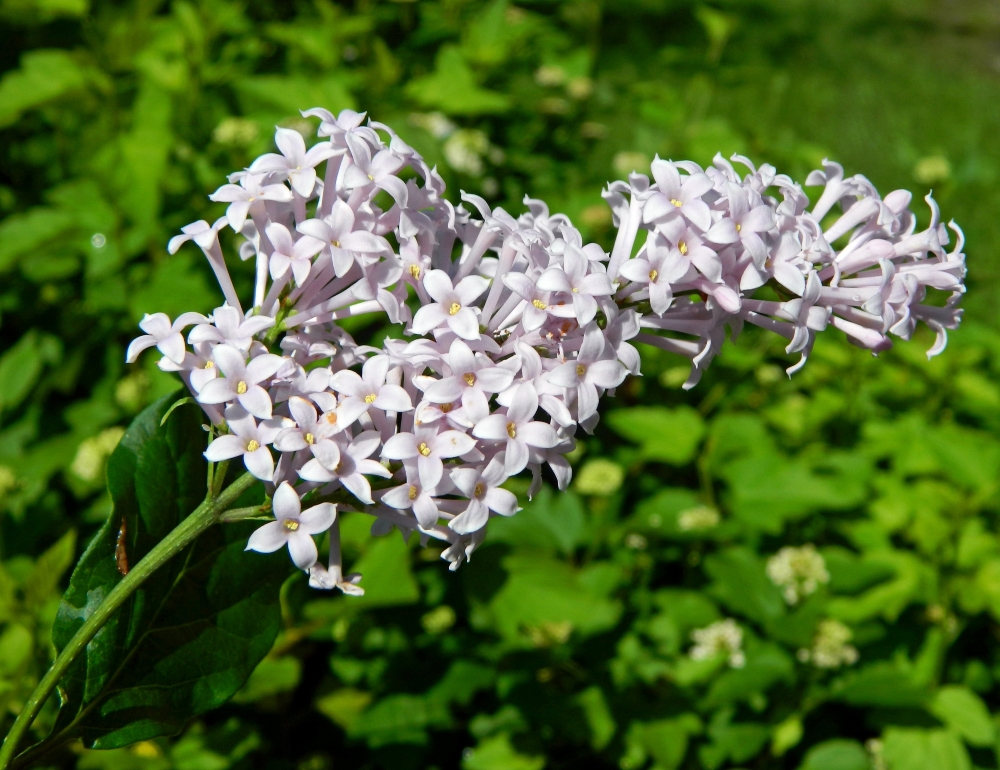 Image of Syringa &times; henryi specimen.