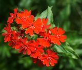 Lychnis chalcedonica