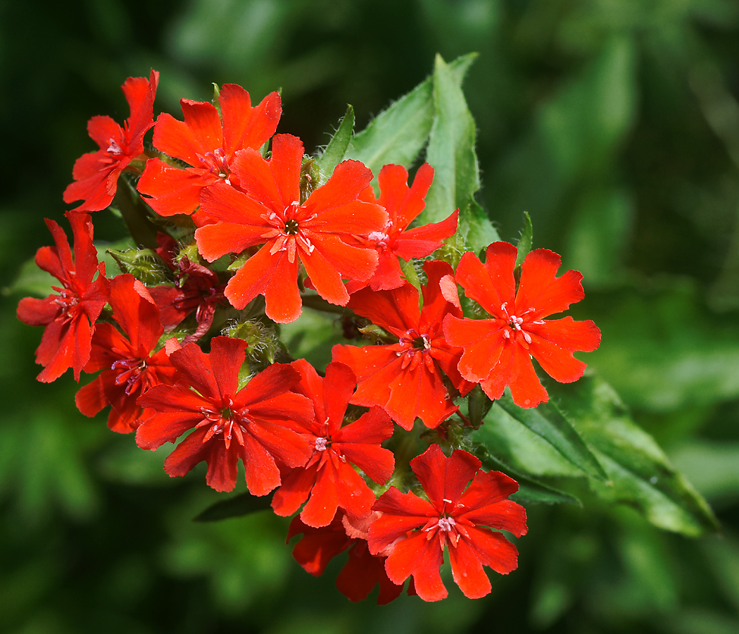 Изображение особи Lychnis chalcedonica.