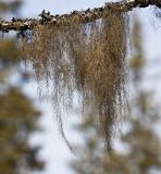 род Bryoria. Слоевища на ветке березы. Архангельская обл., Соловки, о. Бол. Соловецкий, мелколиственно-еловая тайга. 28.05.2017.