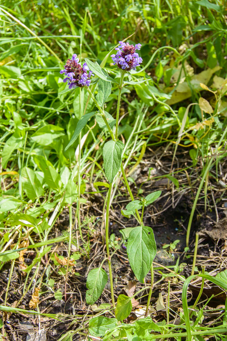 Image of Prunella vulgaris specimen.