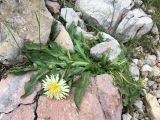 Taraxacum confusum. Цветущее растение. Адыгея, Кавказский биосферный заповедник, склон горы Оштен, выс. ≈ 2500 м н.у.м., каменистая осыпь. 24.07.2017.