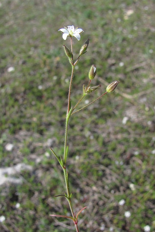 Image of Minuartia hybrida specimen.
