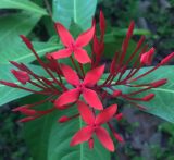 genus Ixora