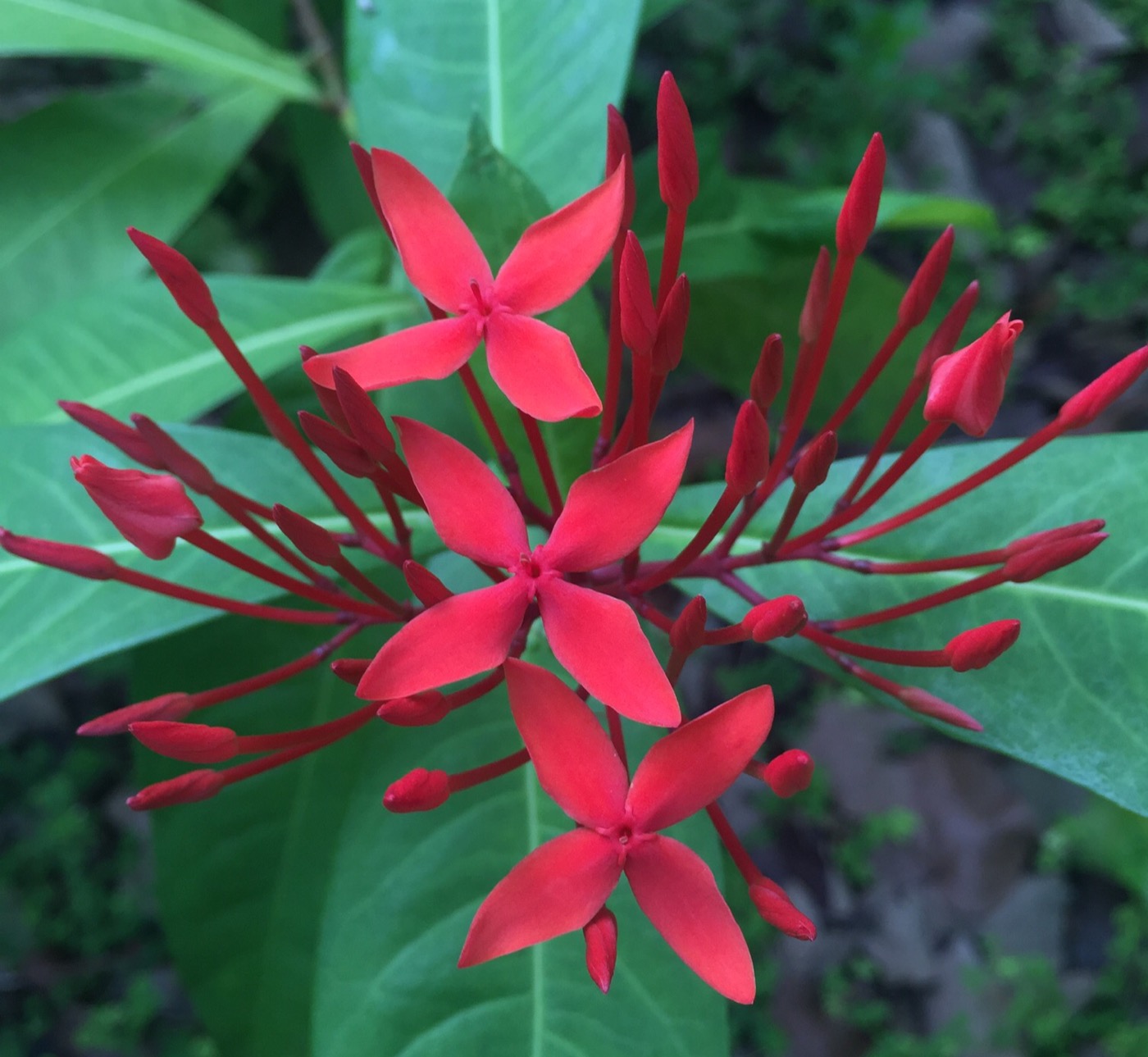 Image of genus Ixora specimen.