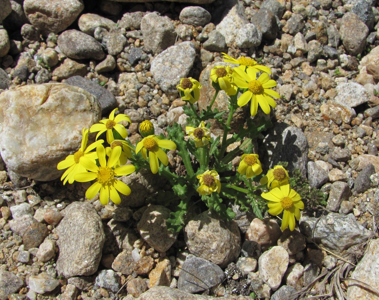 Image of Senecio sosnovskyi specimen.