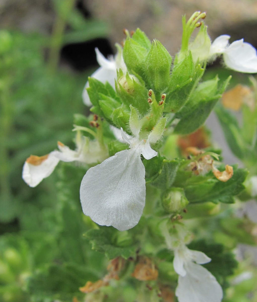 Изображение особи Teucrium chamaedrys.