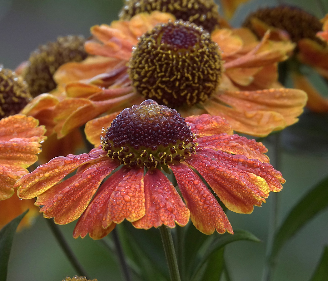 Image of Helenium autumnale specimen.