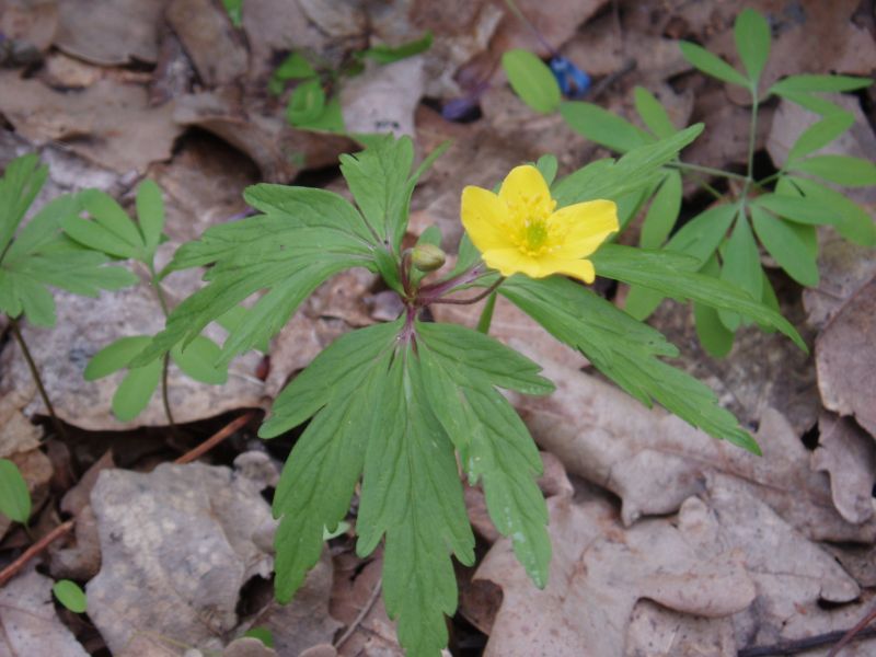 Image of Anemone ranunculoides specimen.