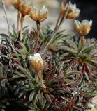 Armeria pubigera. Часть плодоносящего растения. Испания, автономное сообщество Галисия, провинция А-Корунья, г. А-Корунья, скалы на Атлантическом побережье. Июль.