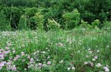 Allium rotundum