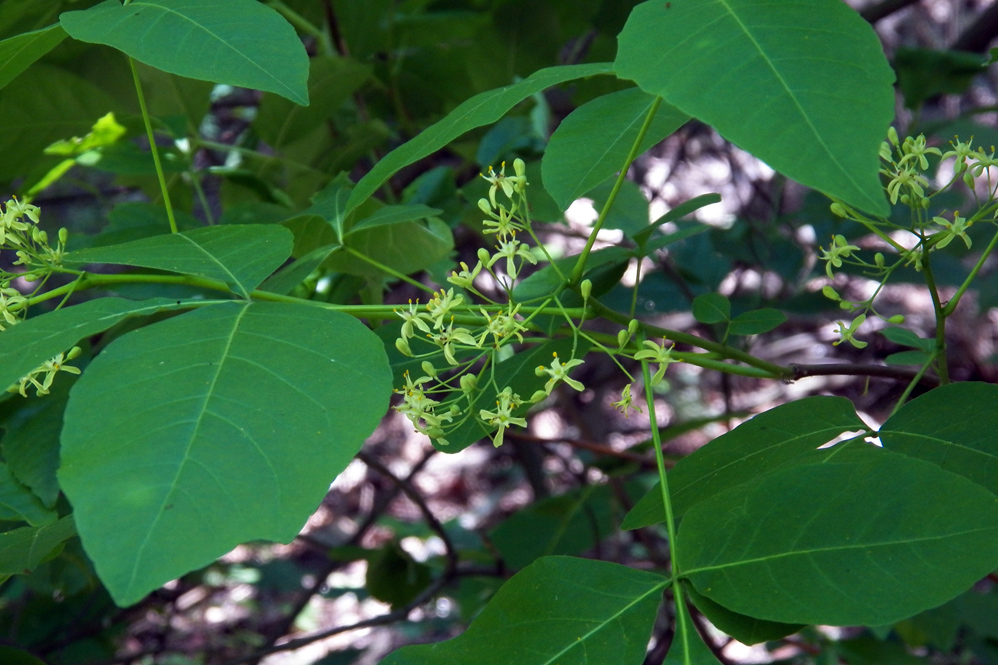 Изображение особи Ptelea trifoliata.