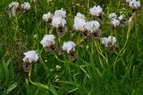 Iris bismarckiana