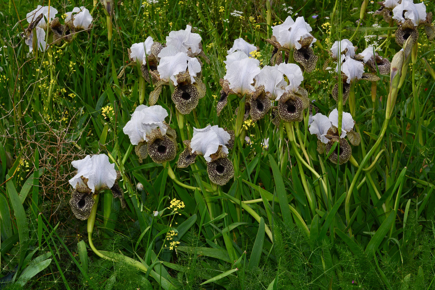 Изображение особи Iris bismarckiana.