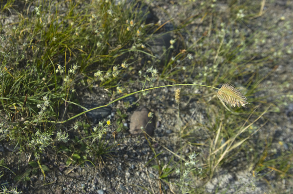 Image of Agropyron kazachstanicum specimen.