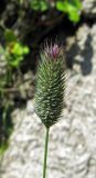 Phleum alpinum. Соцветие. Камчатский край, Алеутский р-н, о-в Медный, бух. Глинка, выходы глин. 04.08.2017.