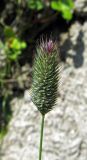 Phleum alpinum