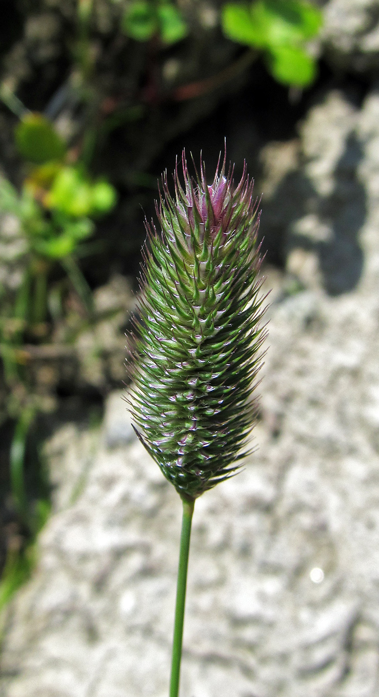 Image of Phleum alpinum specimen.