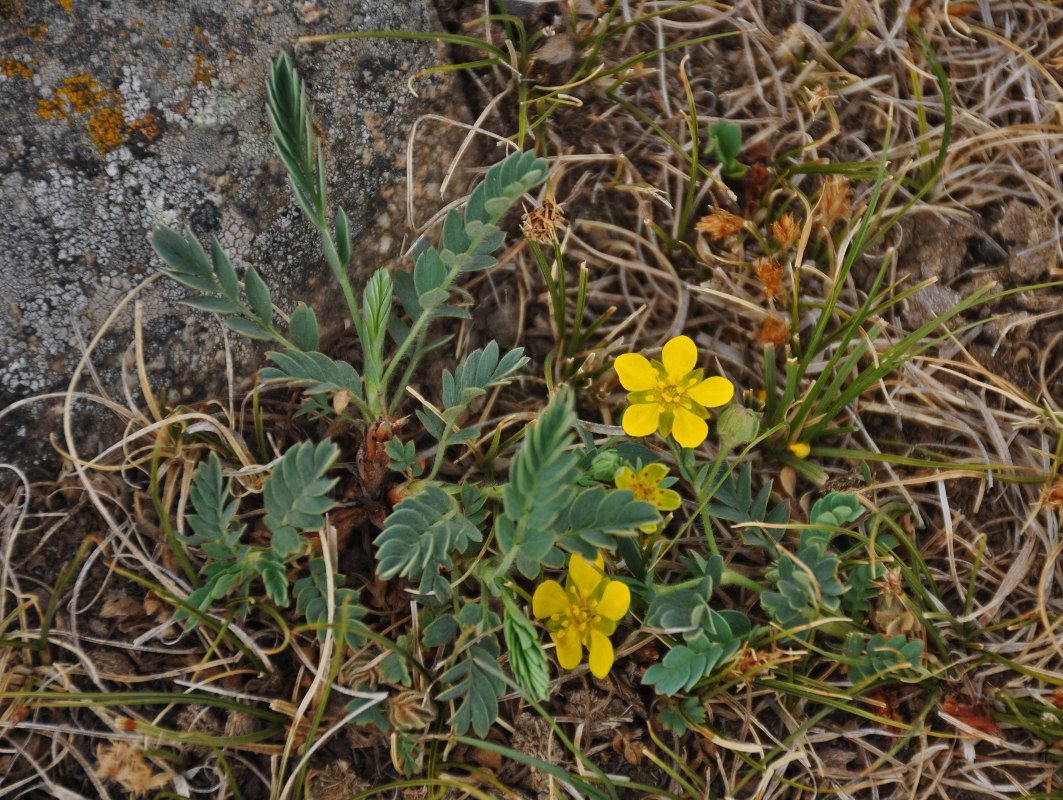 Image of Potentilla bifurca specimen.