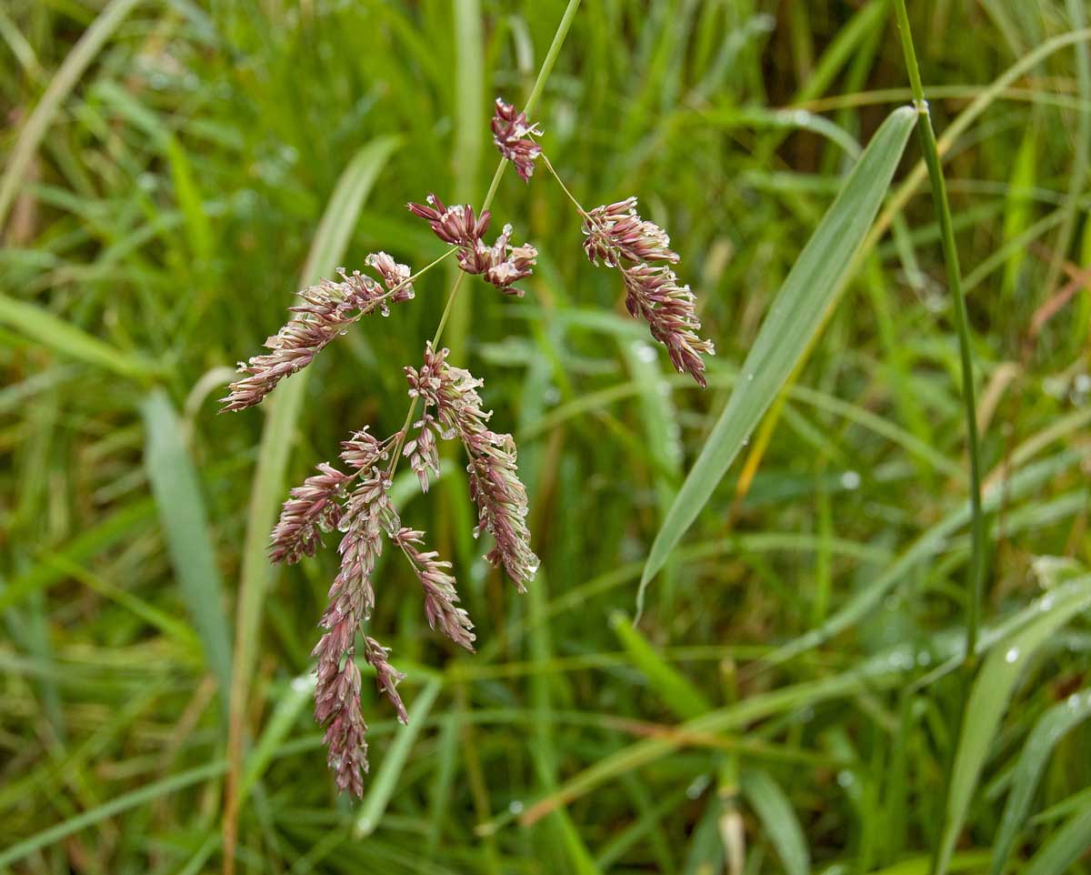 Изображение особи Phalaroides arundinacea.