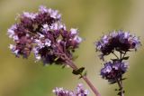 Origanum vulgare. Соцветия. Казахстан, Алматинская обл., Кербулакский р-н, Джунгарский Алатау, правый берег р. Казан, 2150 м н.у.м., остепненный луг. 18.08.2016.