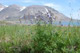 Delphinium chamissonis. Расцветающее растение (рядом колосья Leymus villosissimus). Чукотка, побережье бухты Провидения, луг. 22.07.2011.