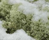 Cladonia stellaris