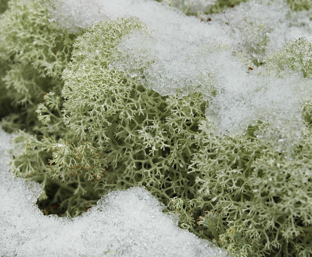 Image of Cladonia stellaris specimen.