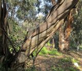 Eucalyptus leucoxylon. Нижняя часть ствола. Var. macrocarpa. Израиль, Шарон, г. Тель-Авив, ботанический сад университета, в культуре. 20.01.2013.