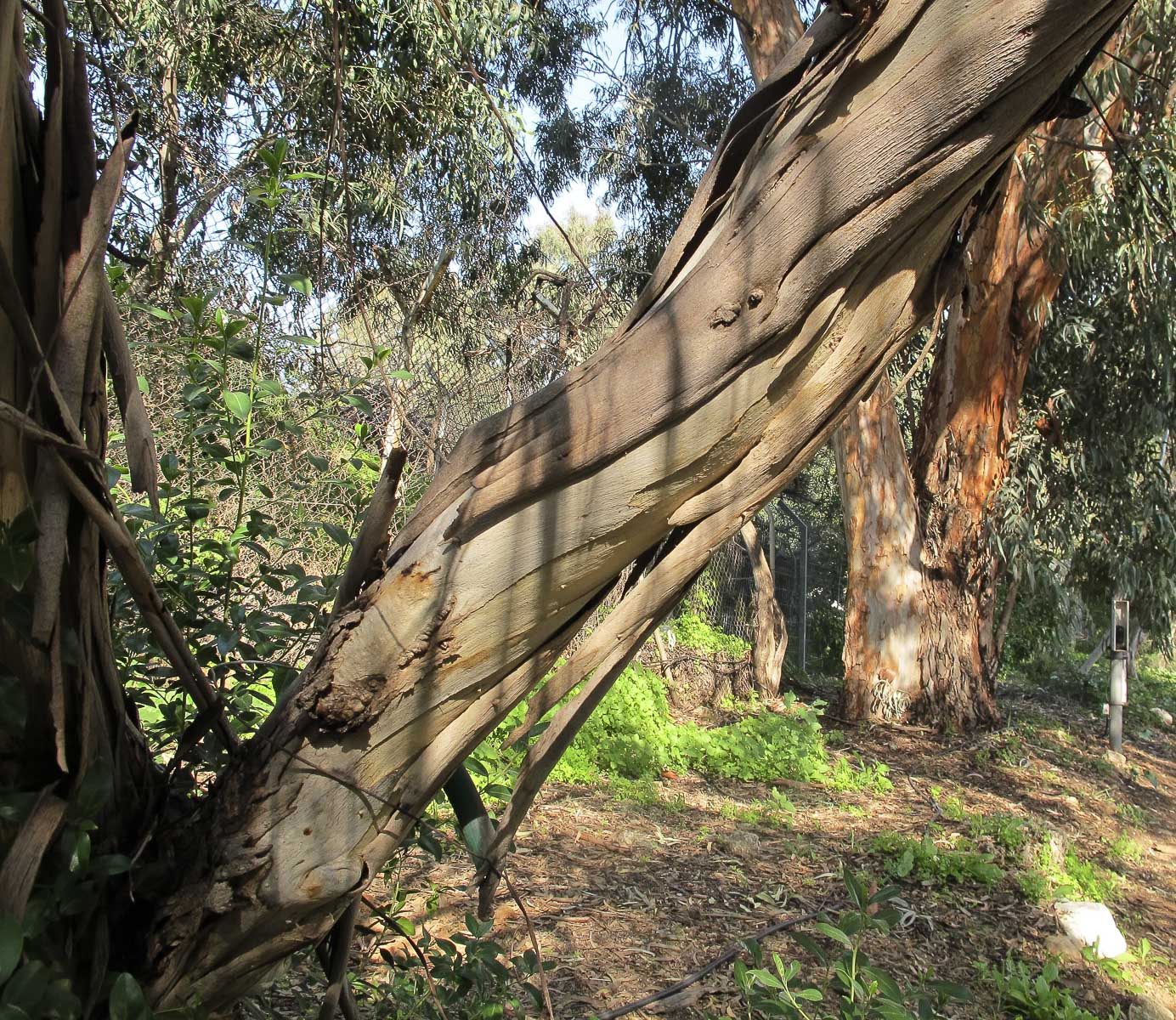 Image of Eucalyptus leucoxylon specimen.