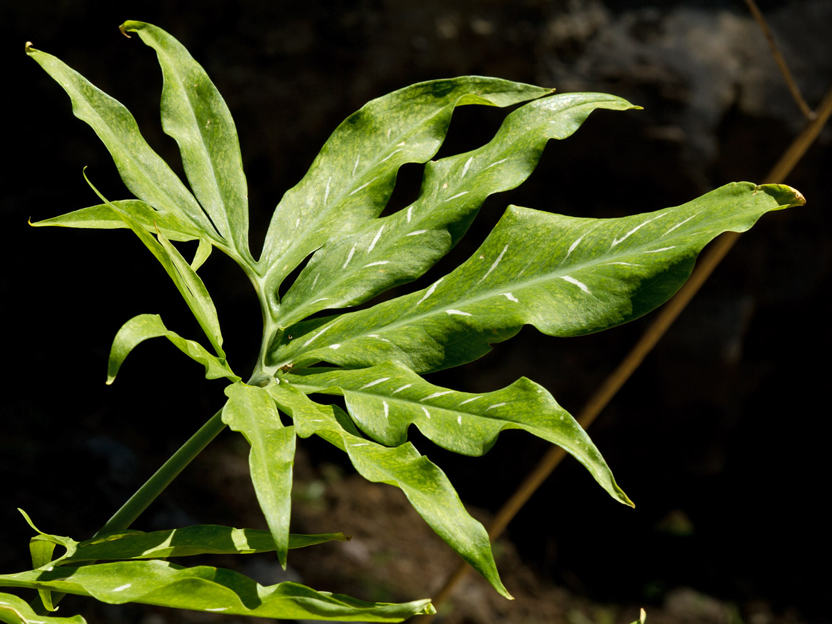 Image of Dracunculus vulgaris specimen.