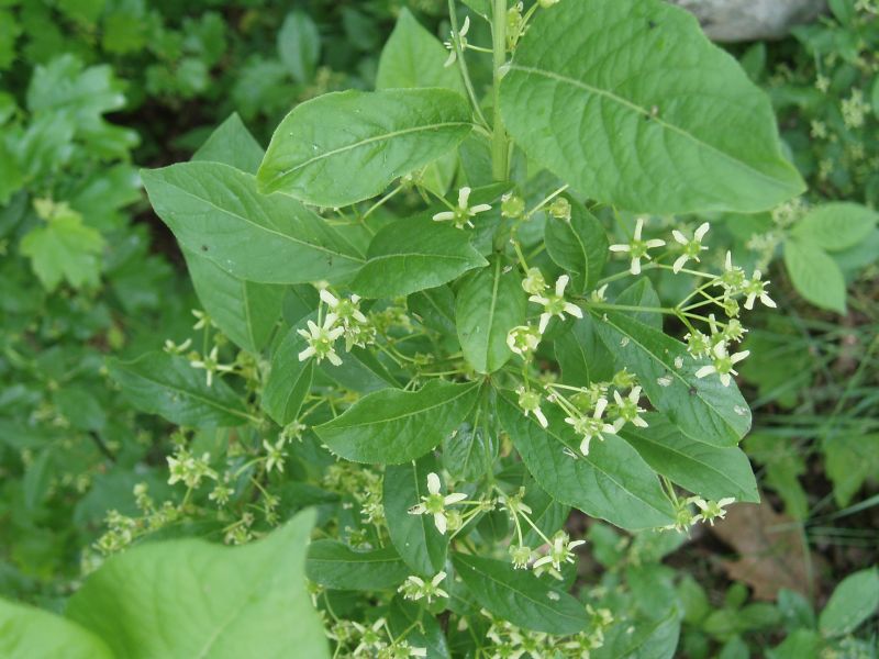 Image of Euonymus europaeus specimen.