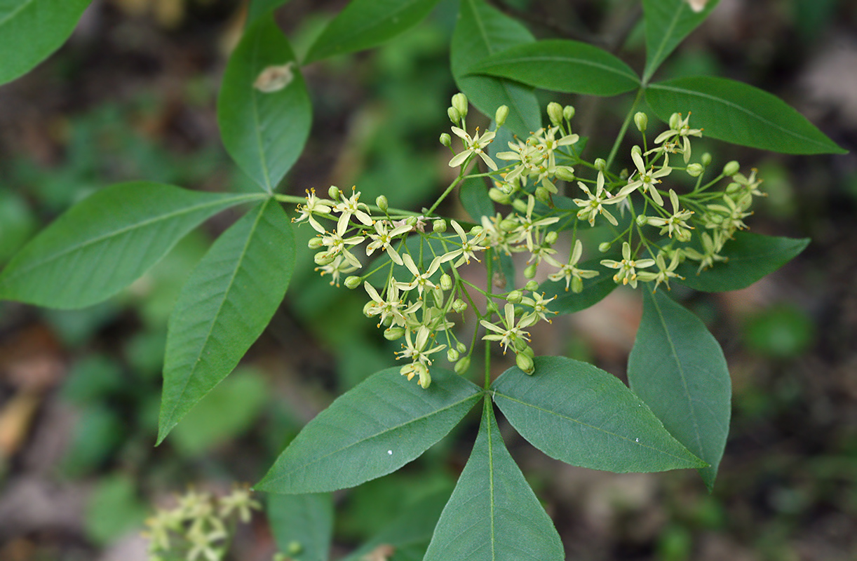 Изображение особи Ptelea trifoliata.