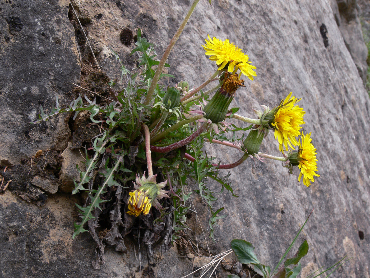 Image of Taraxacum pectinatiforme specimen.