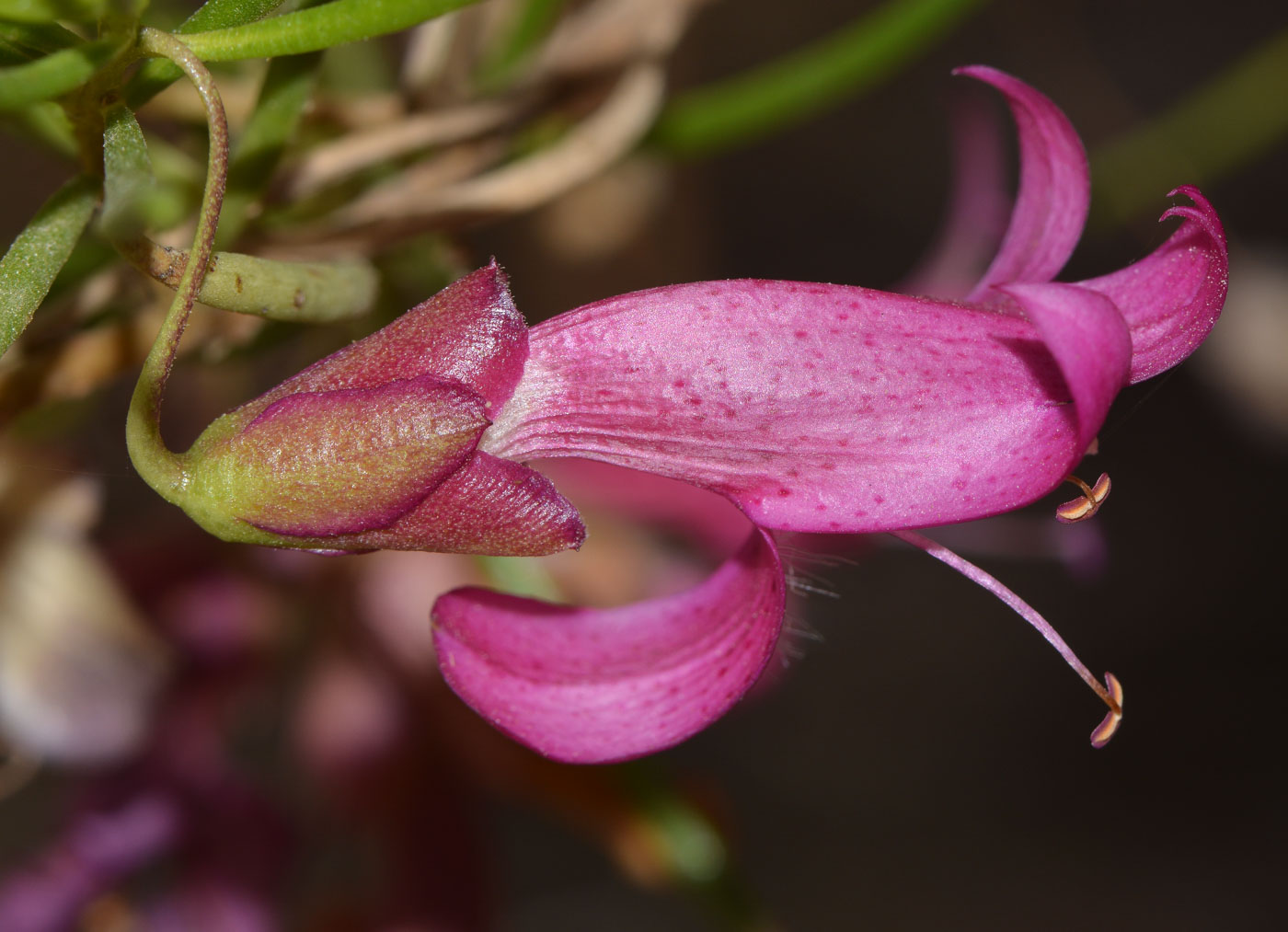 Image of Eremophila alternifolia specimen.