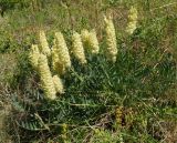 Astragalus follicularis