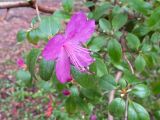 Rhododendron ledebourii