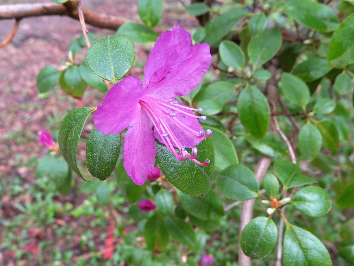 Image of Rhododendron ledebourii specimen.