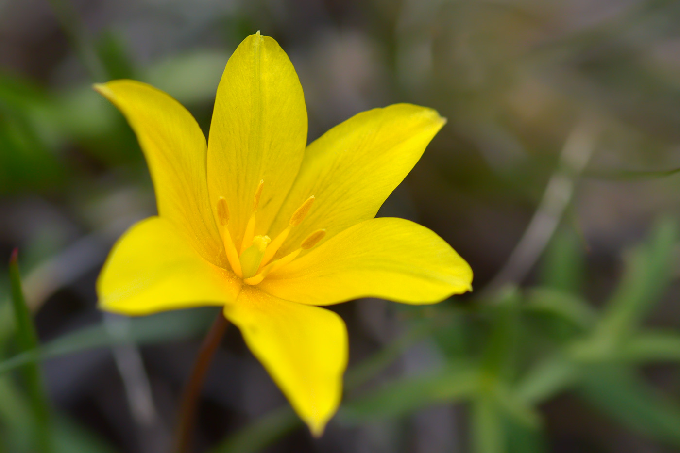 Изображение особи Tulipa ostrowskiana.